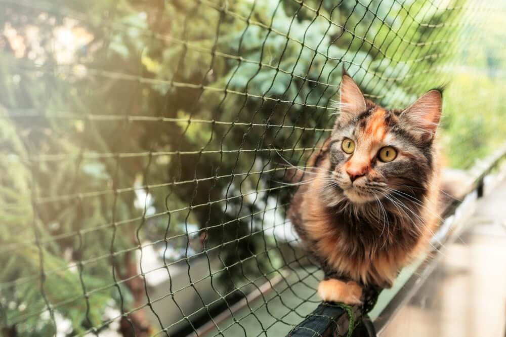 siatka balkonowa to dobre zabezpieczenie dla zwierząt